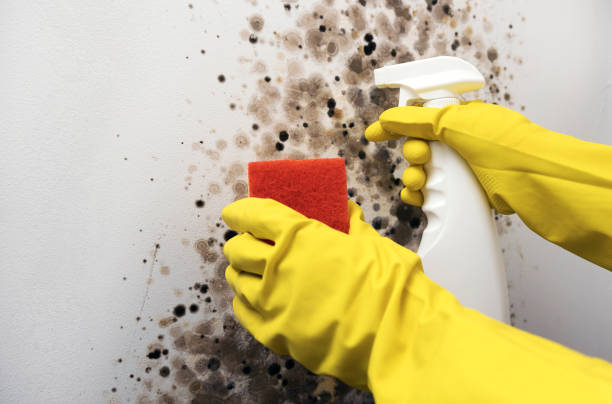 Best HVAC Mold Remediation in Shelburne Falls, MA
